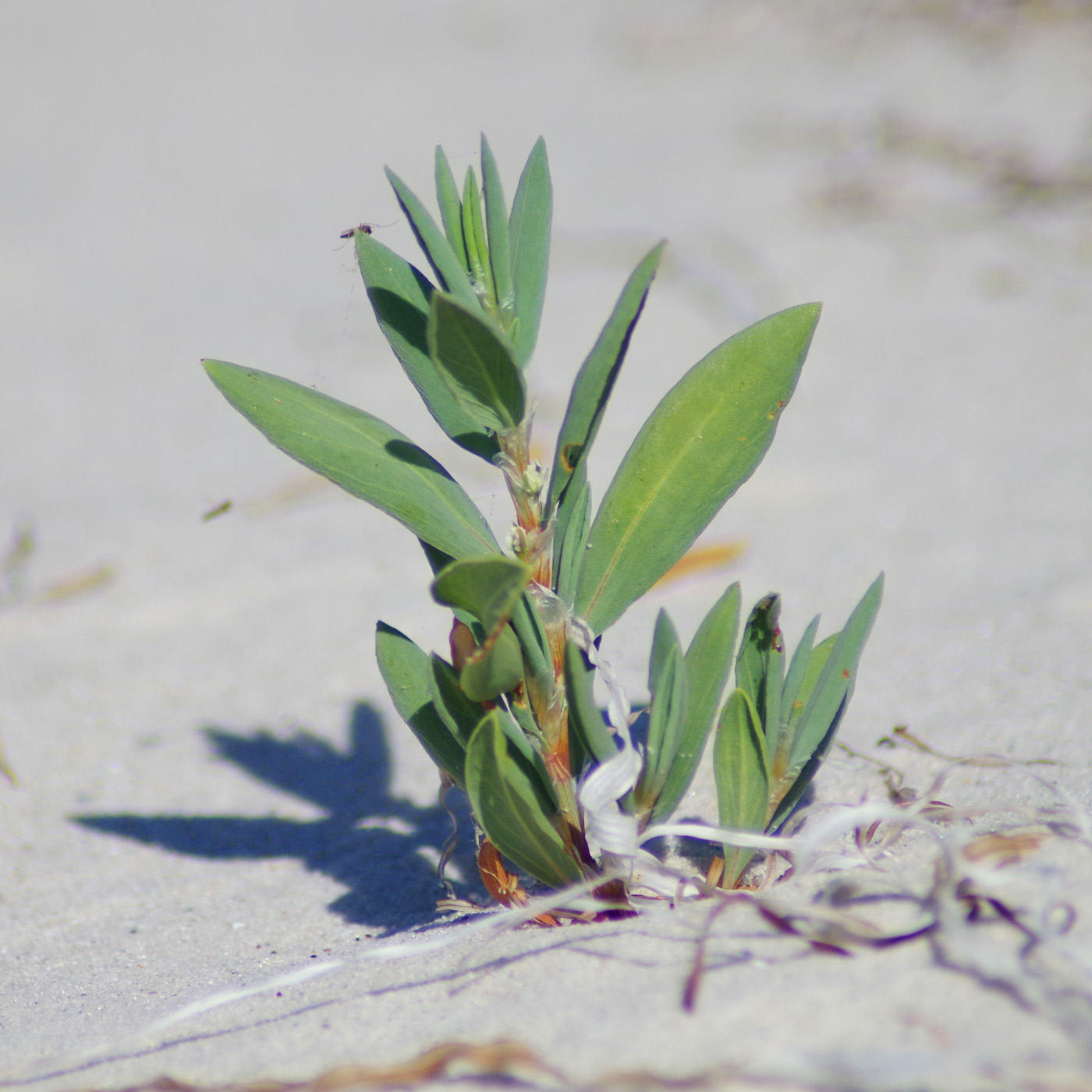 Изображение особи Polygonum maritimum.