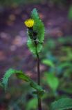 Sonchus asper