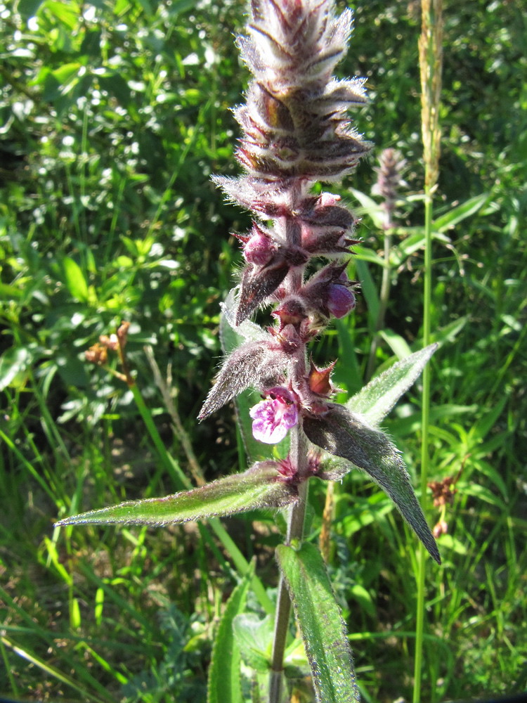 Изображение особи Stachys palustris.