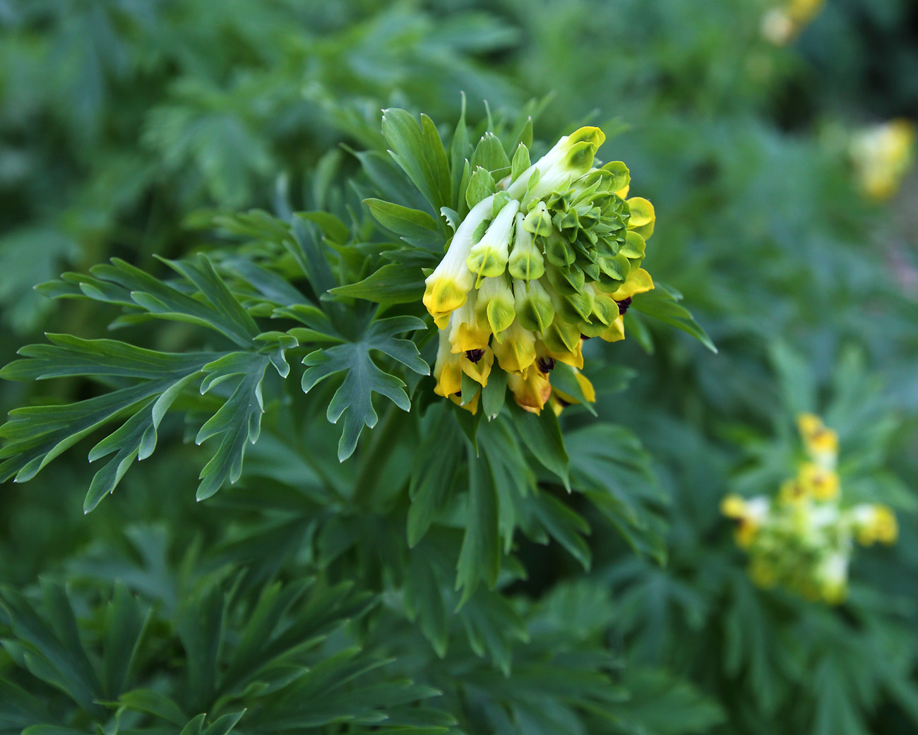 Изображение особи Corydalis nobilis.