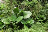 Alocasia macrorrhizos