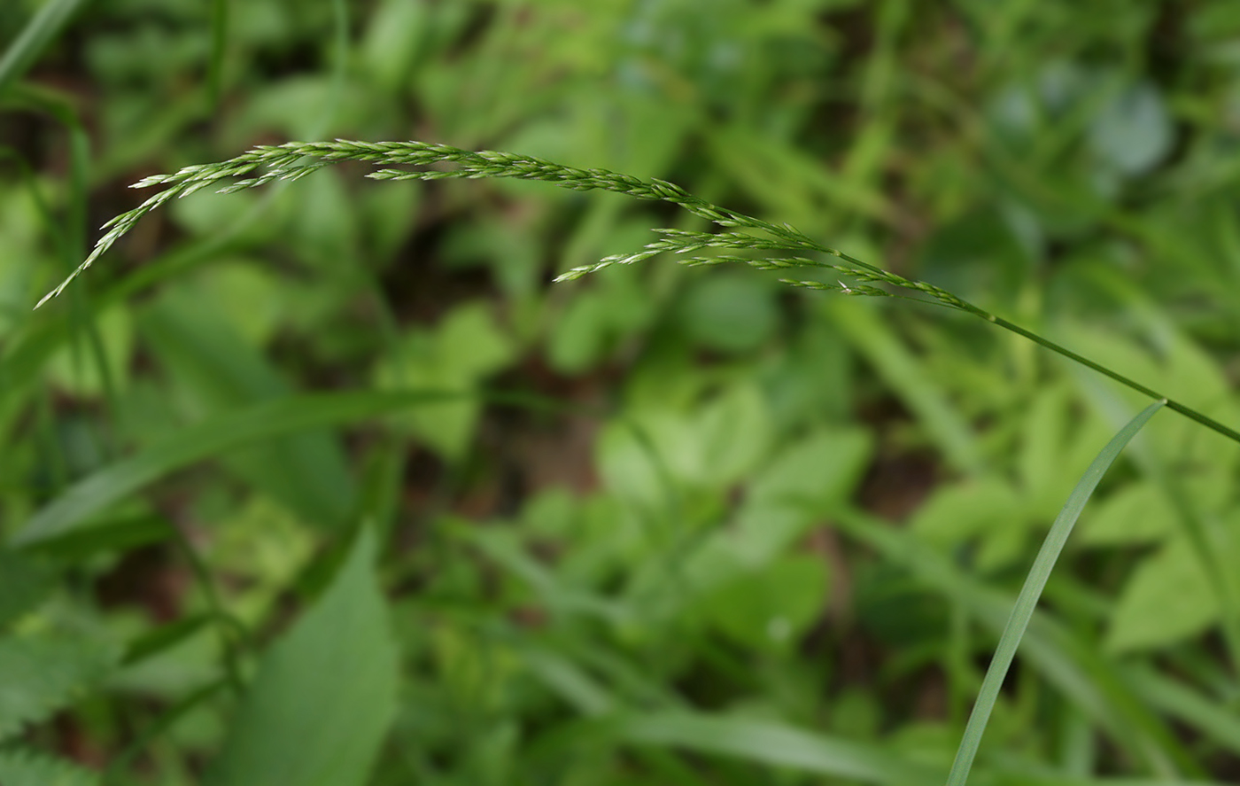 Изображение особи Poa nemoralis.