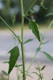 Atriplex patula