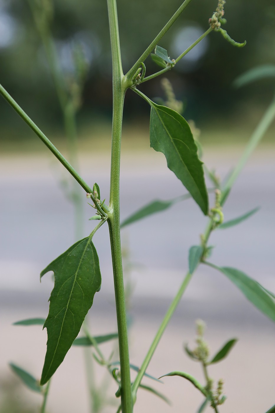 Изображение особи Atriplex patula.