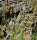 Veronica pinnata