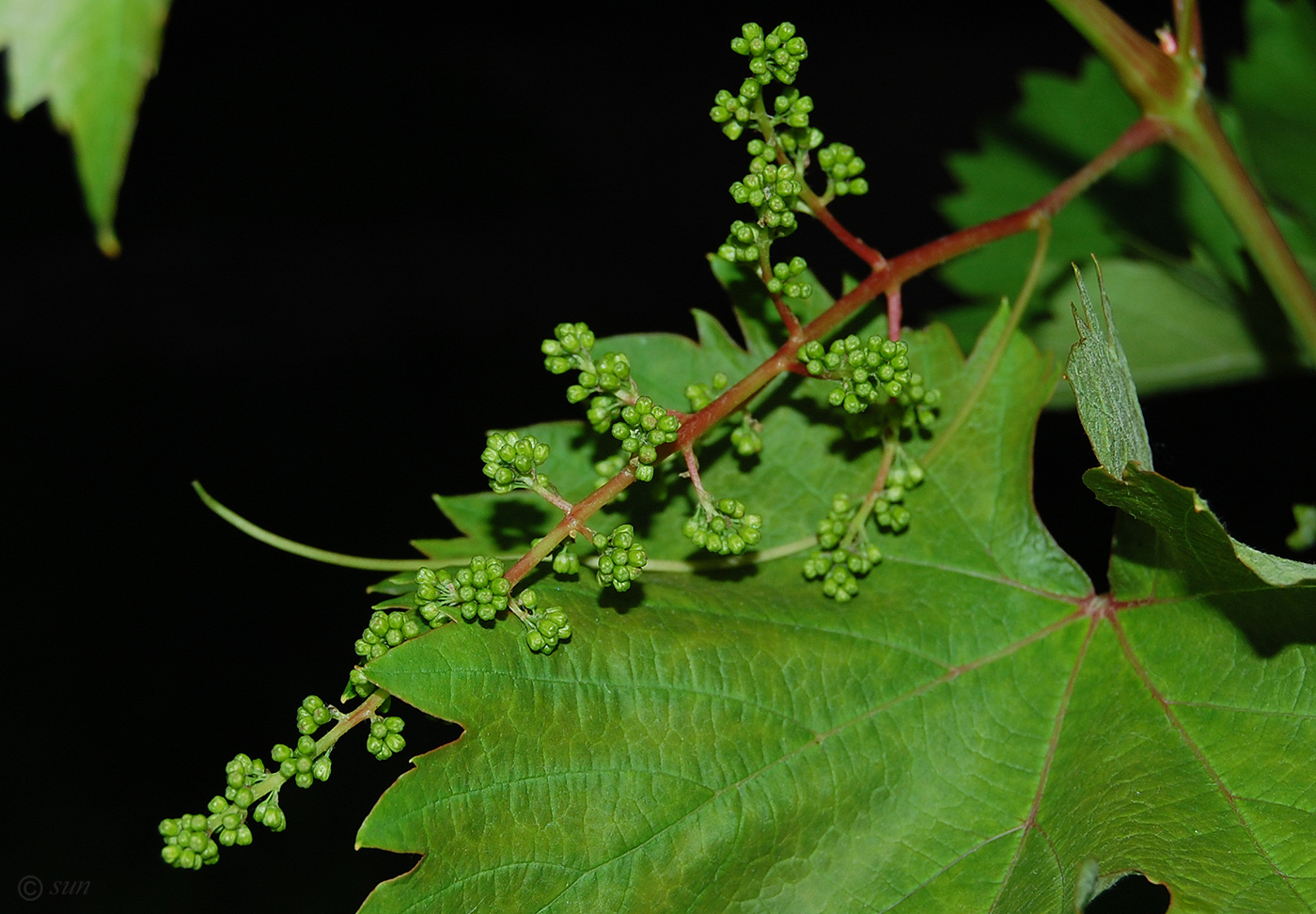 Изображение особи Vitis vinifera.