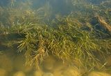 Potamogeton pectinatus. Вегетирующее растение. Краснодарский край, г. Новороссийск, Суджукская лагуна (оз. Солёное). 05.08.2018.