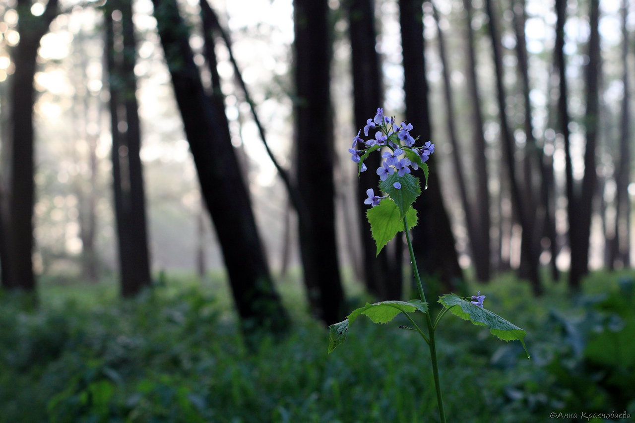 Изображение особи Lunaria rediviva.