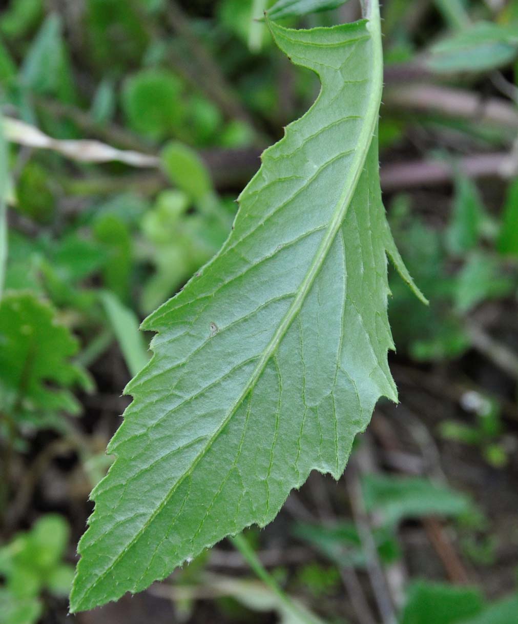 Изображение особи Raphanus raphanistrum.