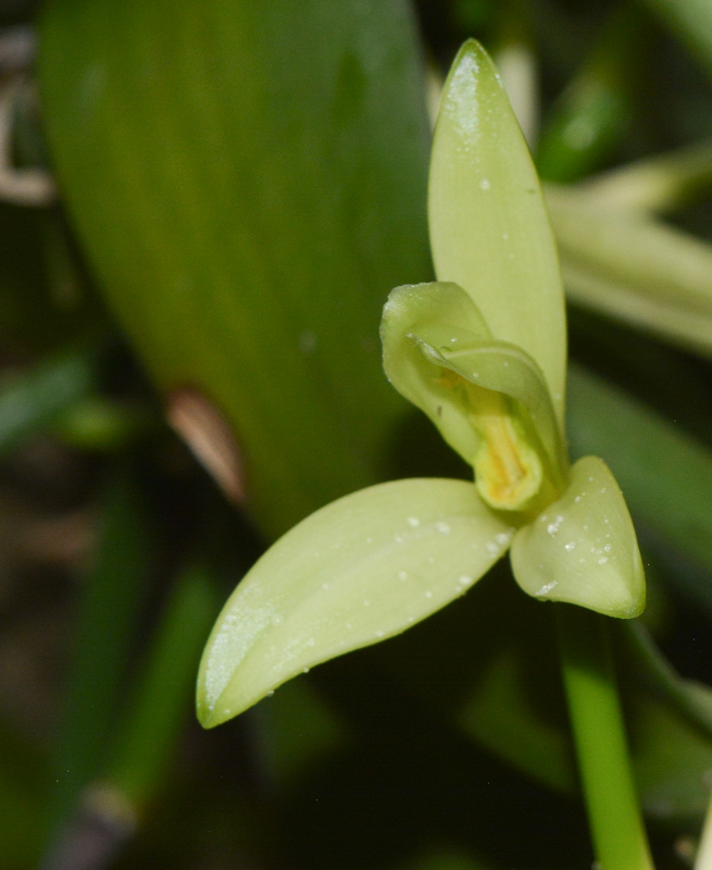 Изображение особи Vanilla planifolia.