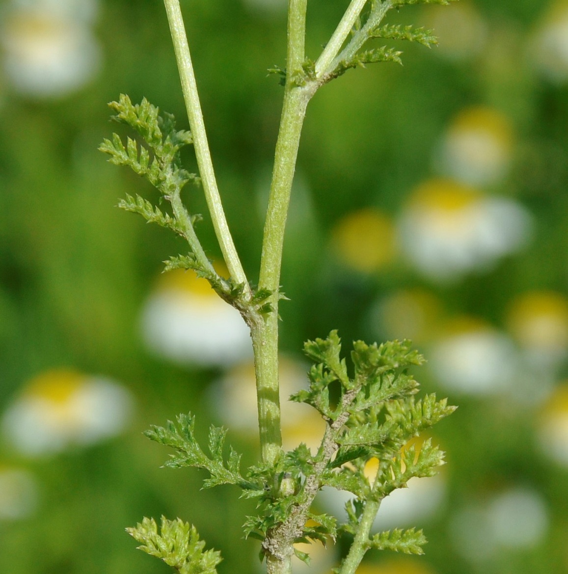 Изображение особи род Anthemis.