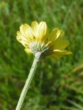 Anthemis tinctoria