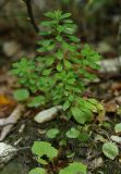 Euphorbia stricta