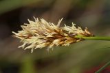 Carex appropinquata