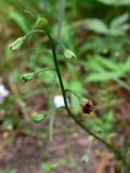 Myosotis palustris