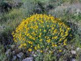 Helichrysum stoechas ssp. barrelieri