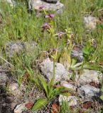 Ophrys umbilicata