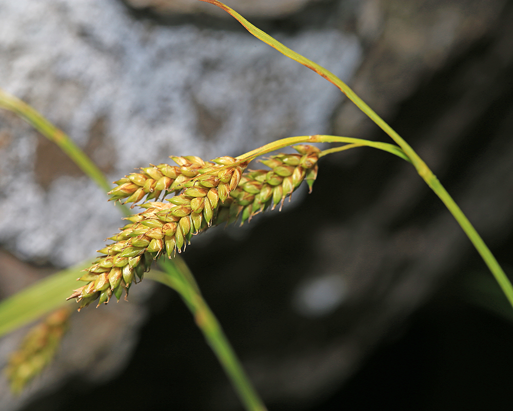 Изображение особи Carex peiktusani.