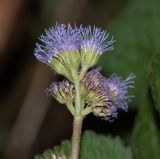 Ageratum houstonianum