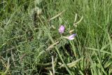 Astragalus corniculatus