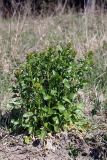 Barbarea arcuata. Зацветающее растение. Карельский перешеек, окр. Сертолово, на краю поля. 10.05.2020.