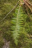 Polystichum braunii