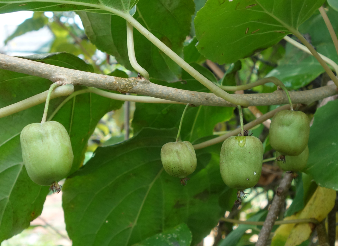 Изображение особи Actinidia kolomikta.