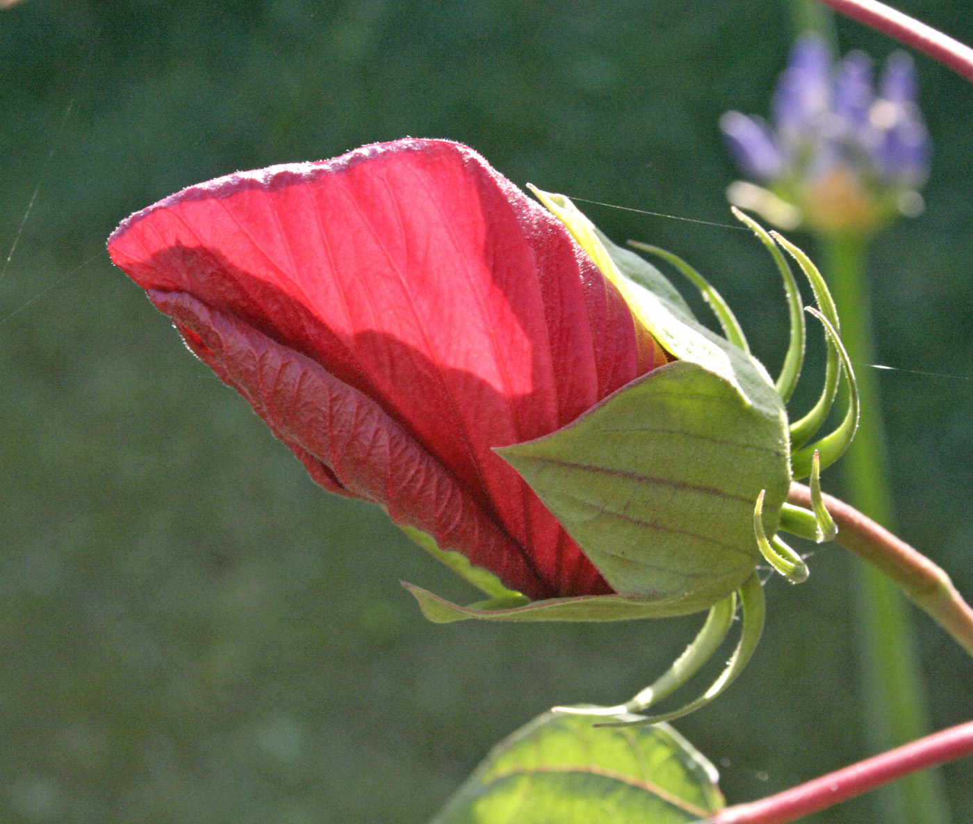 Изображение особи Hibiscus palustris.