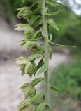 Epipactis helleborine. Часть соцветия. Дагестан, Карабудахкентский р-н, окр. с. Губден, просвет в дубовом лесу, глинистый склон. 14 июня 2023 г.