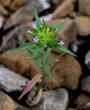 Collomia linearis. Соцветие. Оренбургская обл., Кувандыкский гор. округ, окр. г. Кувандык, каменистый склон. 06.07.2023.