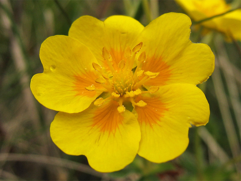 Изображение особи Potentilla aurea.