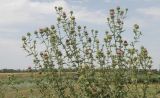 Cirsium serrulatum