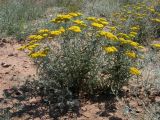 Achillea micrantha