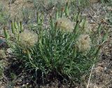 Tragopogon marginifolius. Плодоносящее растение. Казахстан, Алматинская обл., Жамбылский р-н. 13.05.2011.