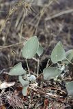 Hedysarum plumosum. Листья. Южный Казахстан, Верхний Боролдай, ущ. Карасай, восточный гребень. 30.06.2011.