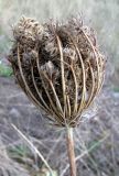 Daucus carota