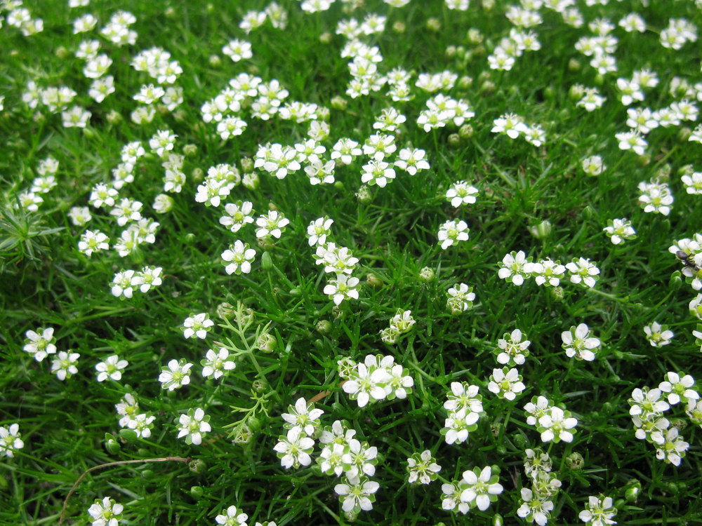 Image of Sagina subulata specimen.