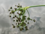 Scirpus sylvaticus. Соцветие. Украина, Тернопольская обл., Кременецкий р-н, окр. г. Почаева, возле Свято-Духовского скита. 04.06.2012.