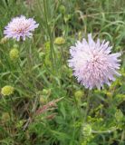 Knautia arvensis