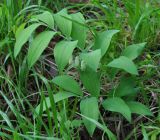 Polygonatum glaberrimum. Цветущее растение. Нагорный Карабах, Мартакертский р-н, окр. с. Колатак, опушка широколиственного леса. 10.05.2013.