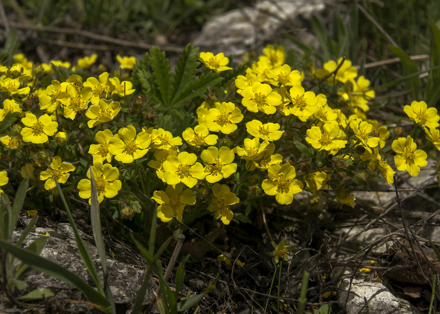 Изображение особи Potentilla humifusa.