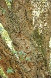 Quercus suber. Часть ствола взрослого дерева. Крым, Ялтинский горсовет, пос. Никита, Никитский ботанический сад, в культуре. 5 августа 2013 г.