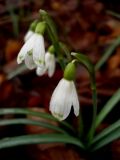 Galanthus nivalis