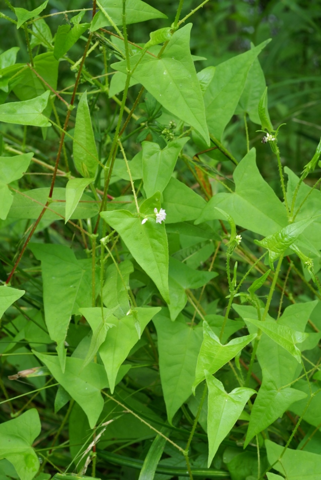 Изображение особи Truellum japonicum.