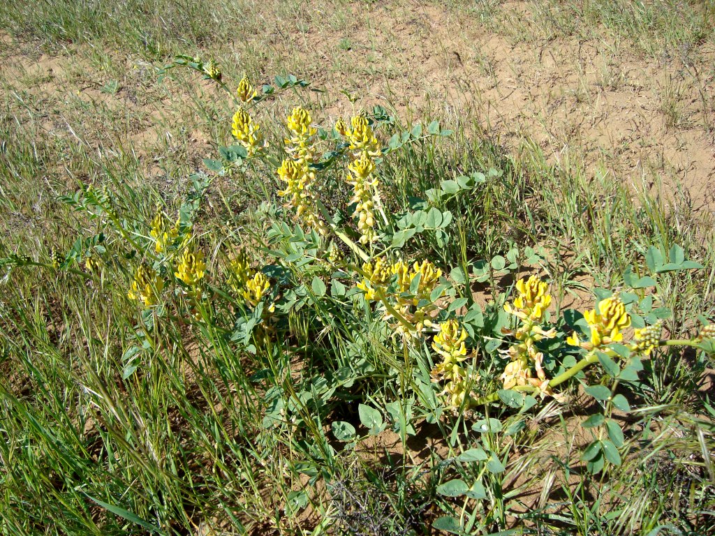 Изображение особи Astragalus litwinowii.