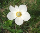 Anemone sylvestris. Цветок. Якутия (Саха), южные окр. г. Якутска, холмы. 11.06.2012.