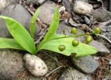 Smilacina trifolia