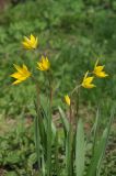 Tulipa biebersteiniana