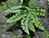 Asplenium tenuicaule. Растение у входа в известняковую пещеру. Приморский край, Партизанский р-н, ж.-д. платформа 151 км. 05.09.2015.