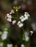 Arabidopsis gemmifera. Соцветие. Приморский край, Дальнегорский городской округ, окр. с. Каменка, Прямая Падь, обочина дороги в смешанном лесу вблизи реки. 11.06.2016.